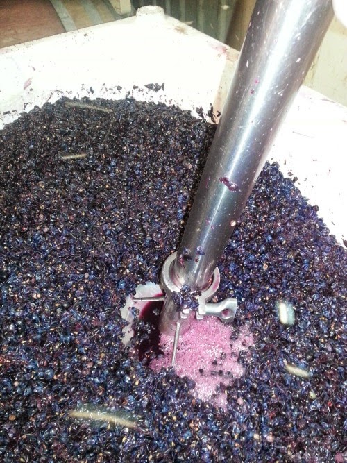 A Walk on the Wine Side Punch downs & Pump overs