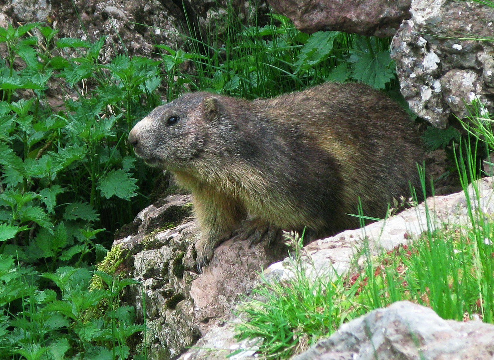 Pyrenees Life, Mountains and Nature: Marmots in the Pyrenees