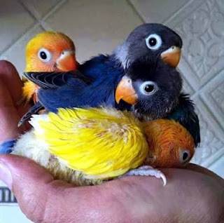 Umur Anakan Lovebird Siap Panen Dari Glodok - Pamankicau