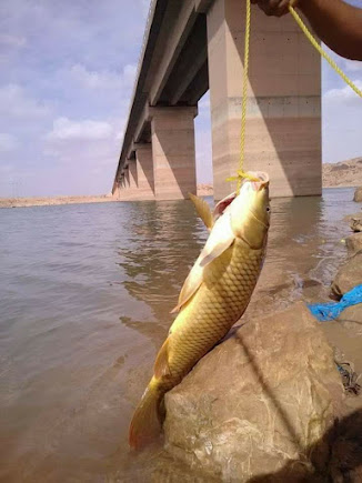 صيد السمك في سد بريزينة