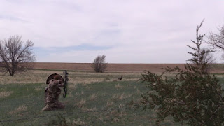 turkey fanning decoy with bowhunter