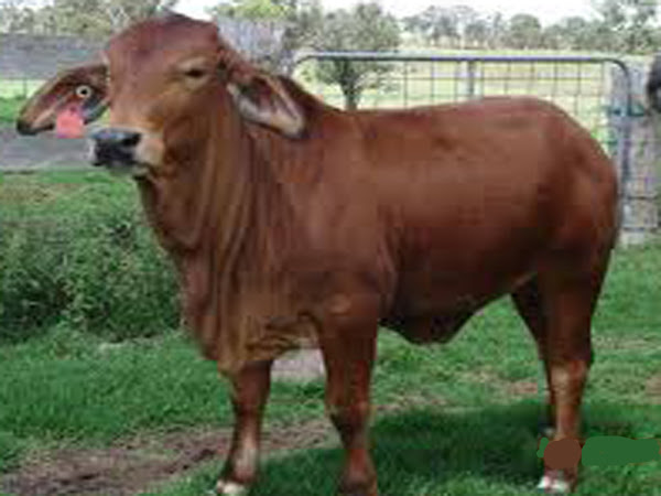 sahiwal cow, sahiwal cattle, sahiwal cow pictures