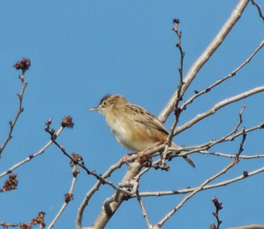 Cisticola juncidis