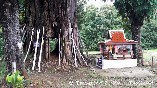 A huge tree in Pua, Nan - Thailand
