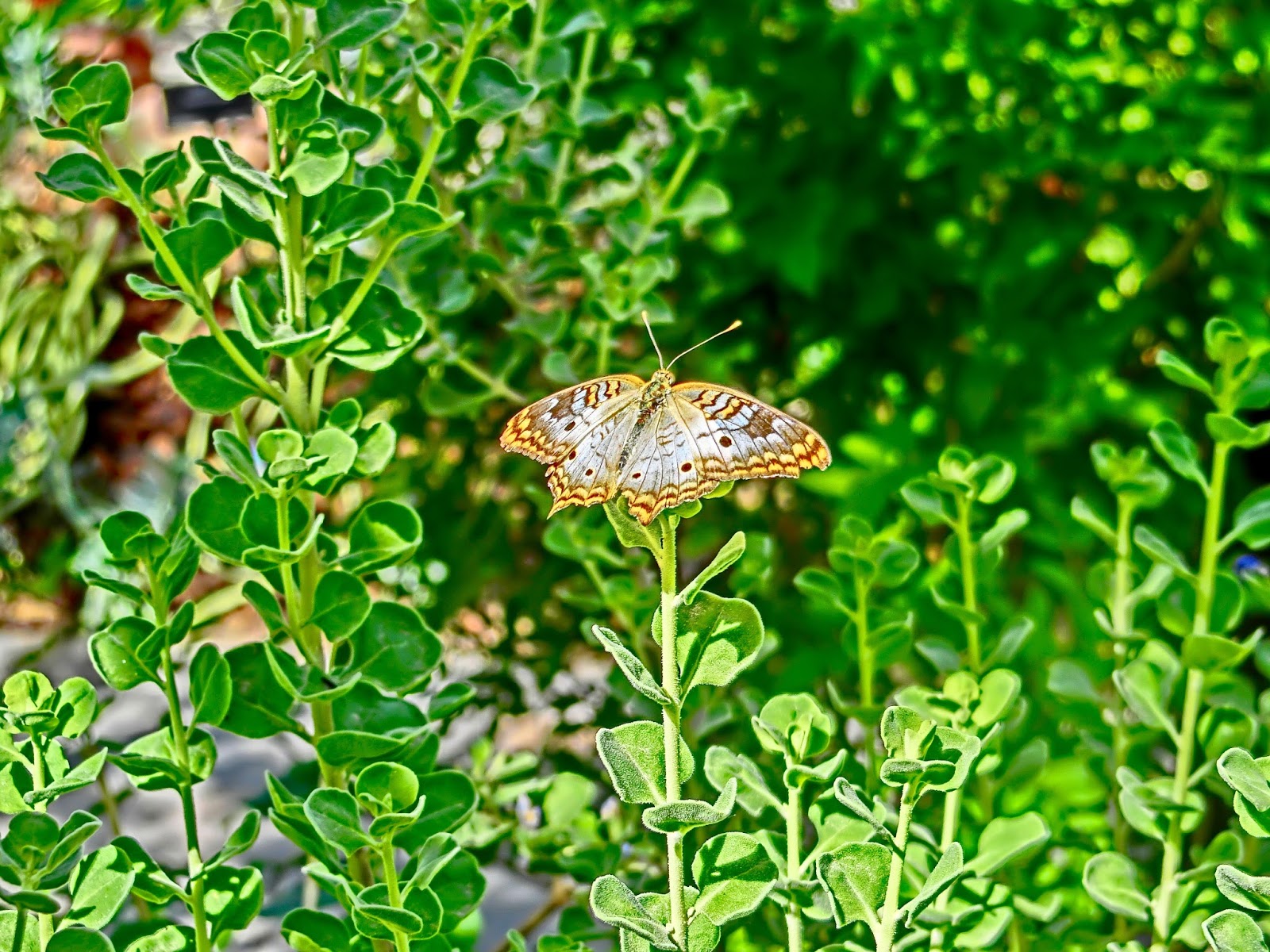 Nau speak Vegas Springs Preserve Butterfly Exhibit