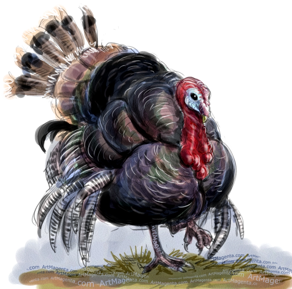 Turkey sketch painting. Bird art drawing by illustrator Artmagenta