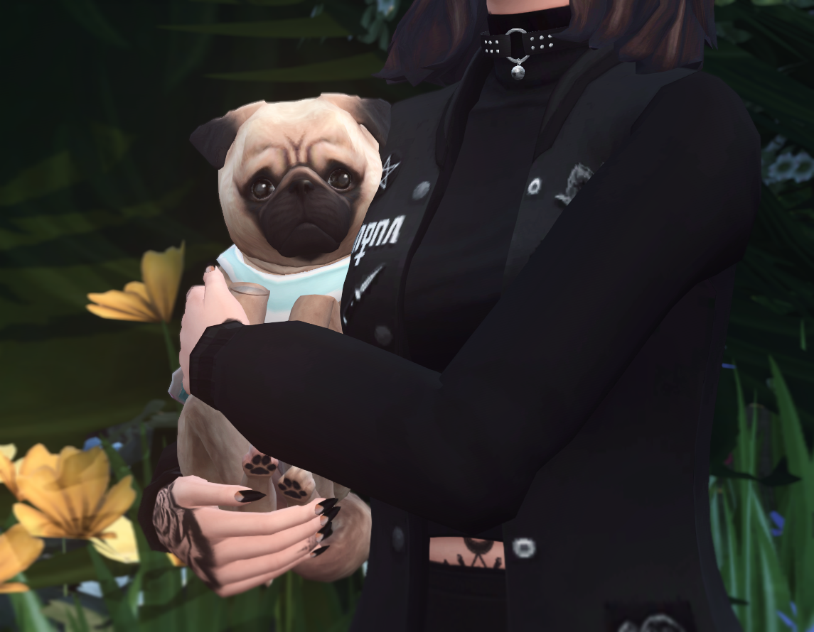 Sims 4 CC's The Best Pugs by ouijasim