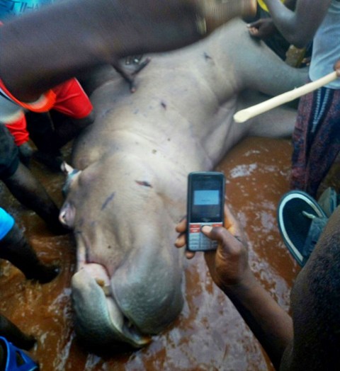 Giant Hippopotamus Killed At Jebba , Niger State After Hours Of Hunting , Giant Hippopotamus Killed At Jebba , Niger State After Hours Of Hunting , Giant Hippopotamus Killed At Jebba , Niger State After Hours Of Hunting , The local residents of the Jebba area in Mokwa local government of Niger state , on Thursday , The Nupe people of that geographical area killed Big hippopotamus in the popular River Niger , after many hours of rigorous hunting , Niger State Wild Animal , Niger State River , Niger State Forest