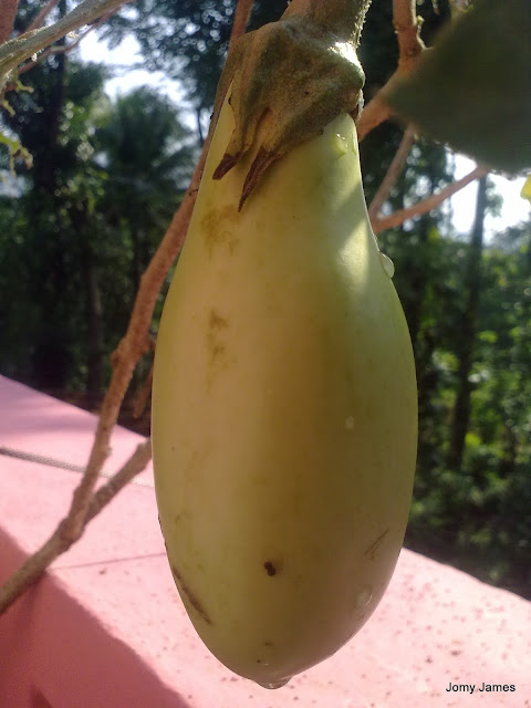 Brinjal, Eggplant