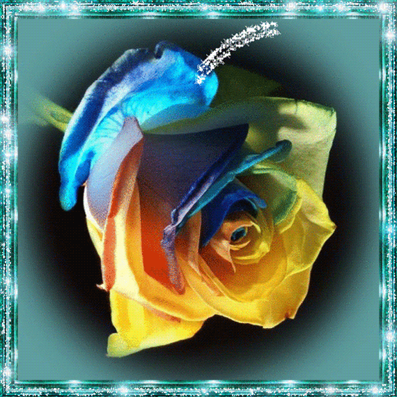 Gif_ROSES_ Animated Images_1_(20 item) Joy Design Studio