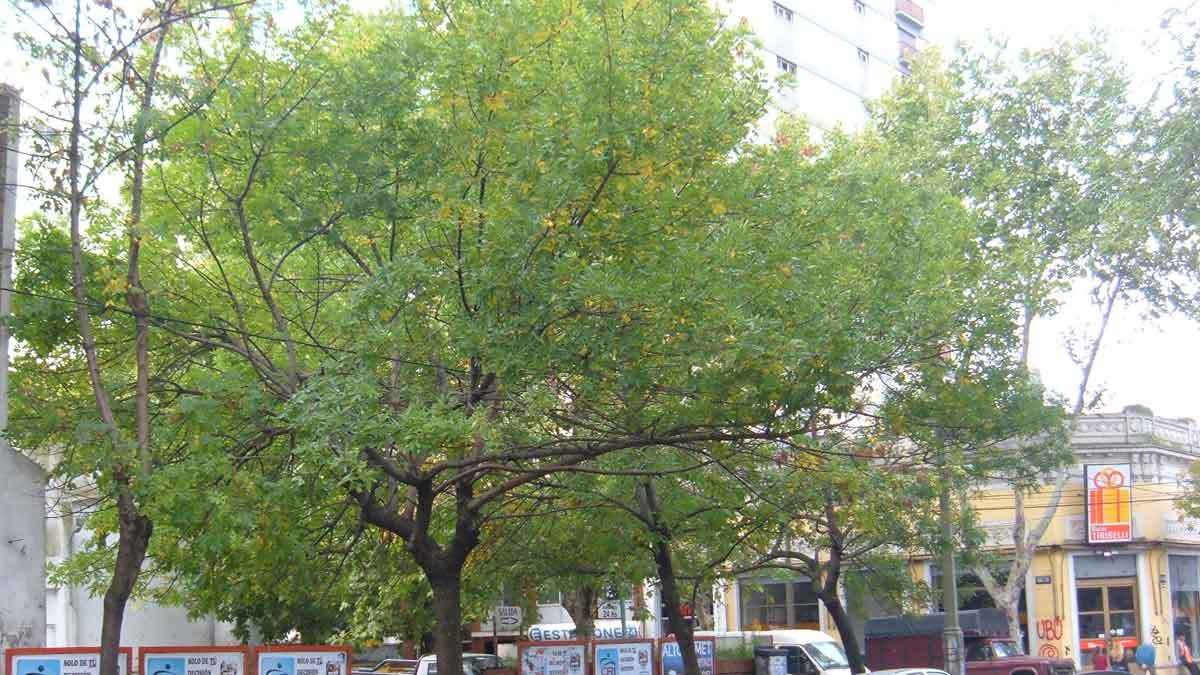 Fraxinus pennsylvanica «fresno americano» - Id Plantae