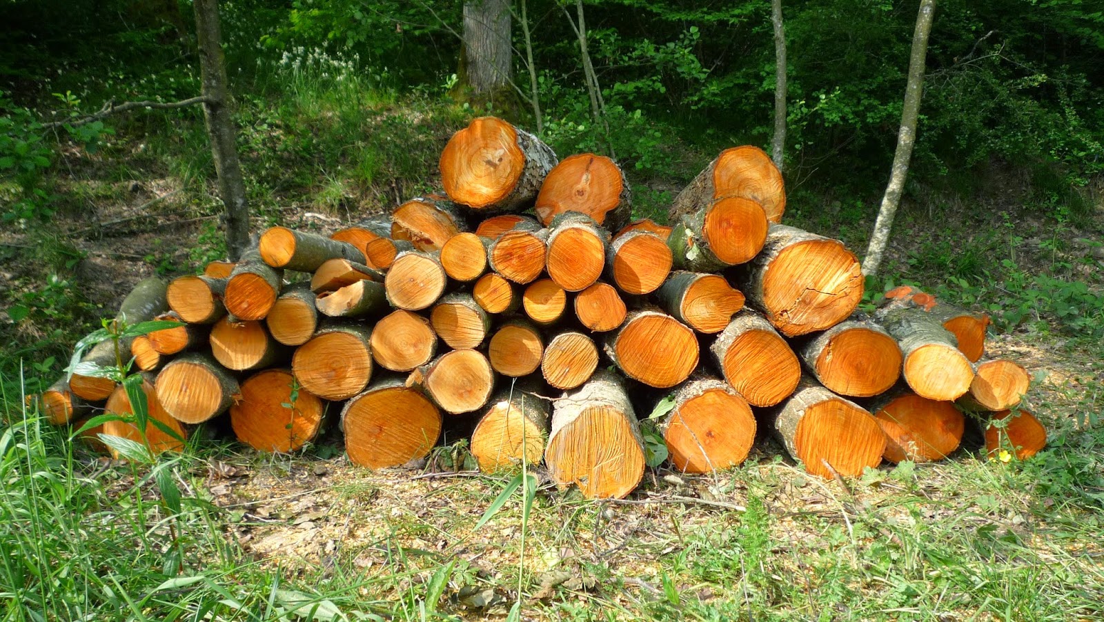 LA NATURE EN VILLE TAS DE BOIS LA NATURE EN VILLE TAS DE BOIS