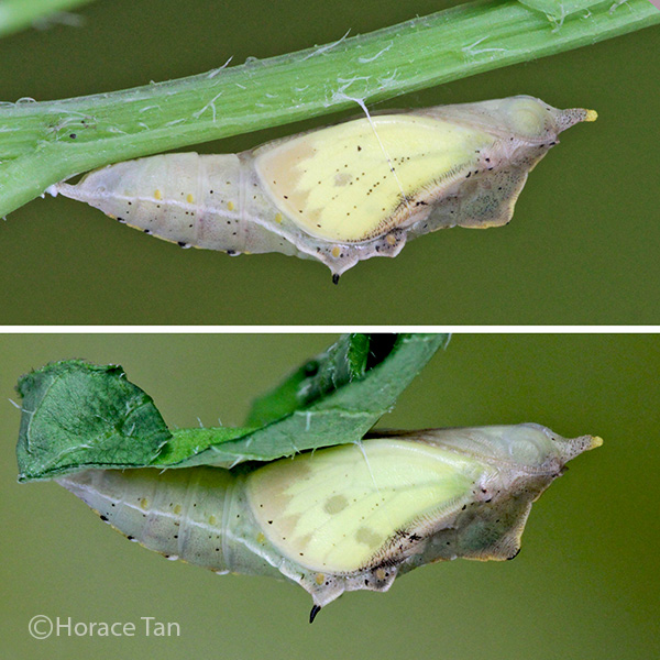 Butterflies of Singapore Life History of the Cabbage White