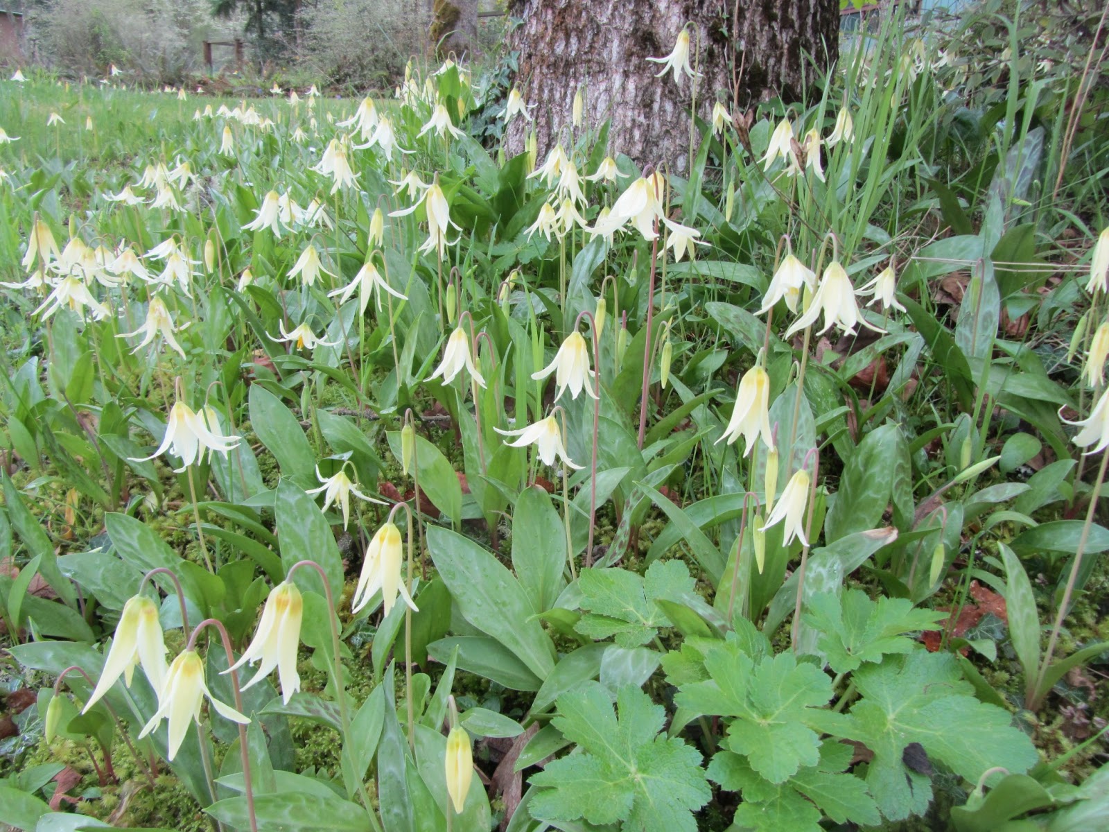 Four Hills of Squash Lamb's Tongue Season