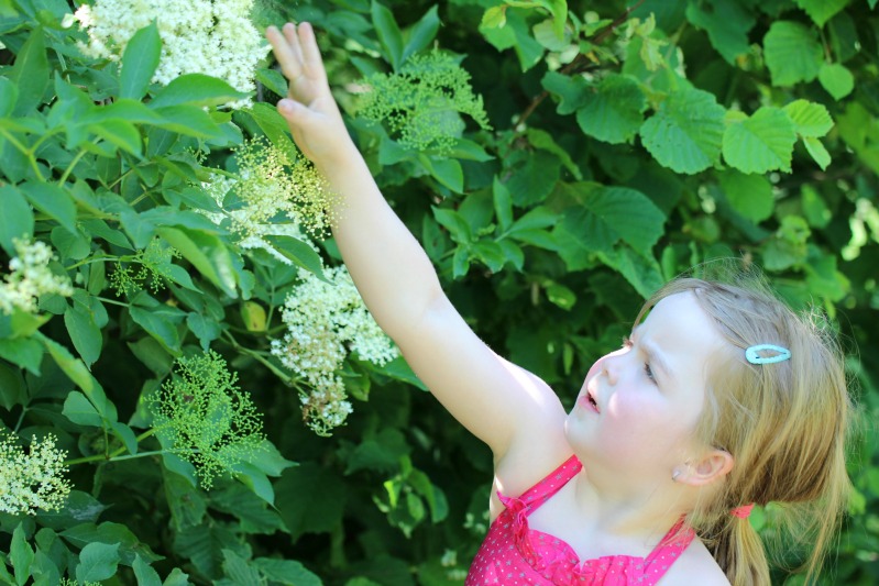 Holunderblüten Panna Cotta mit Erdbeerspiegel - Sasibella