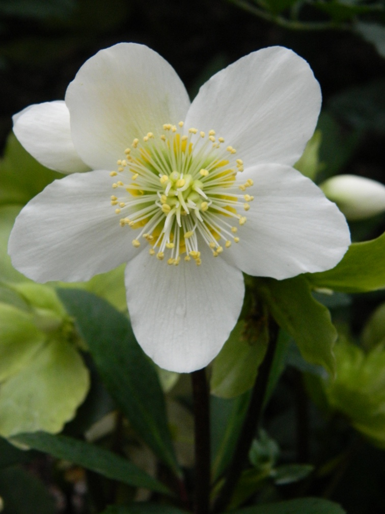 White hellebore Lenten Rose bloom Allan Gardens Conservatory Spring Flower Show 2013 by garden muses: a Toronto gardening blog