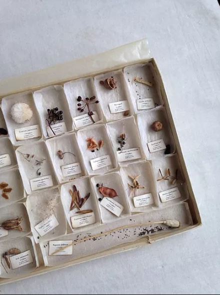 nature collection tray