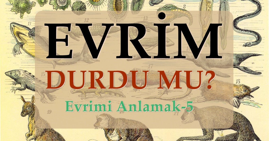 İnsanın evrimi: durdu ya da değil mi İnsanın evrimi: durdu ya da değil mi