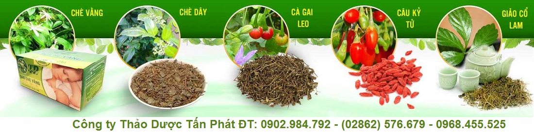 【Phân phối bán cây Hương Nhu】tại Tấn Phát TP.HCM™ HOTLINE: 0902 984 792. giúp chữa cảm lạnh