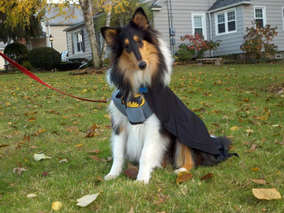 124 best Batdog images on Pholder | Aww, Pitbulls and Pics