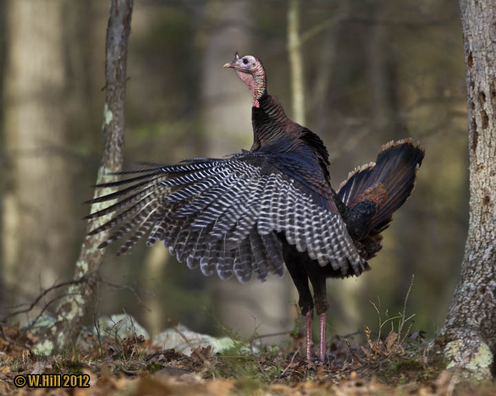 Pennsylvania Wildlife Photographer Eastern Wild Turkey Mating Season A Contrast In Appearance