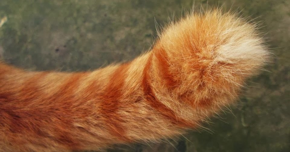 Хвост кота картинка. Хвостик кошки. Кот с хвостом. Рыжий кошачий хвост. Красивый пушистый кошачий хвост.