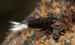 paradise bird fly mating insects beths ron flies