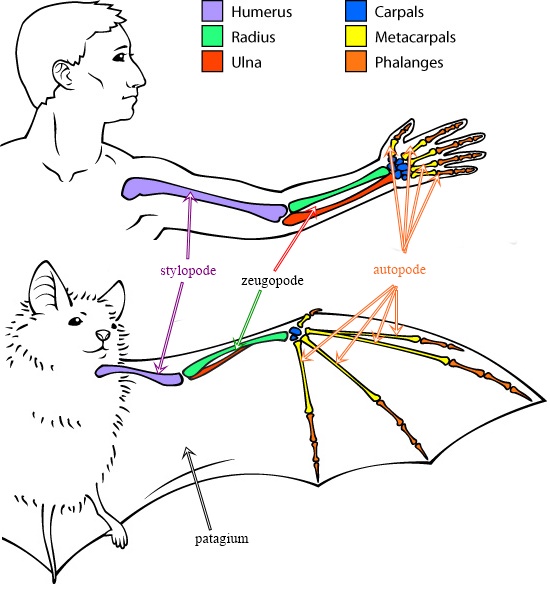 Le Petit Rhinolophe (Rhinolophus hipposideros)