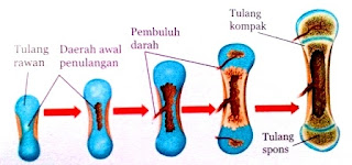 Jenis,Fungsi dan Struktur Tulang Serta Ragam dan Perkembangan Tulang Dalam Sistem Gerak Manusia