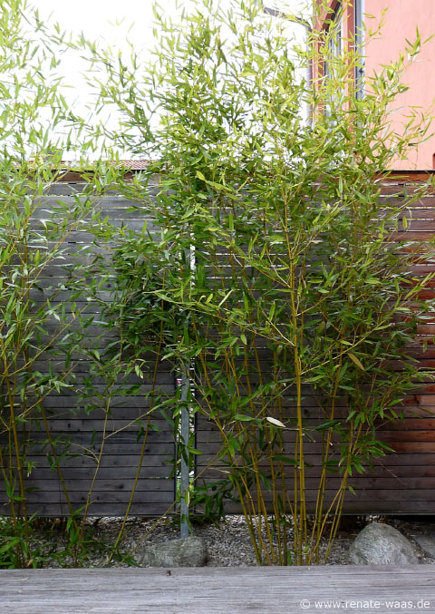 Gartenblog Geniesser Garten Sichtschutz