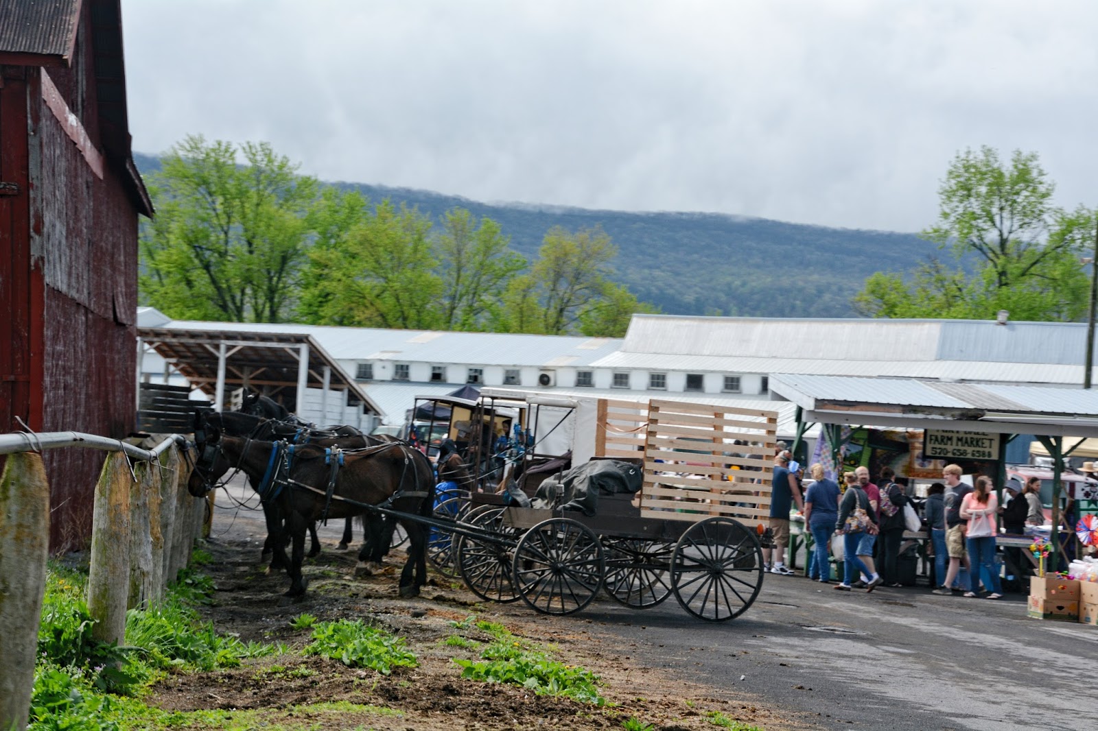 My World in Pennsylvania and Beyond Belleville Farmers Market