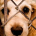 (ΕΛΛΑΔΑ)Νέα απόφαση-σταθμός για κακοποίηση αδέσποτου σκύλου στις Σέρρες  