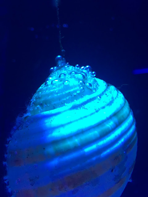 breeding jellyfish SEA LIFE London