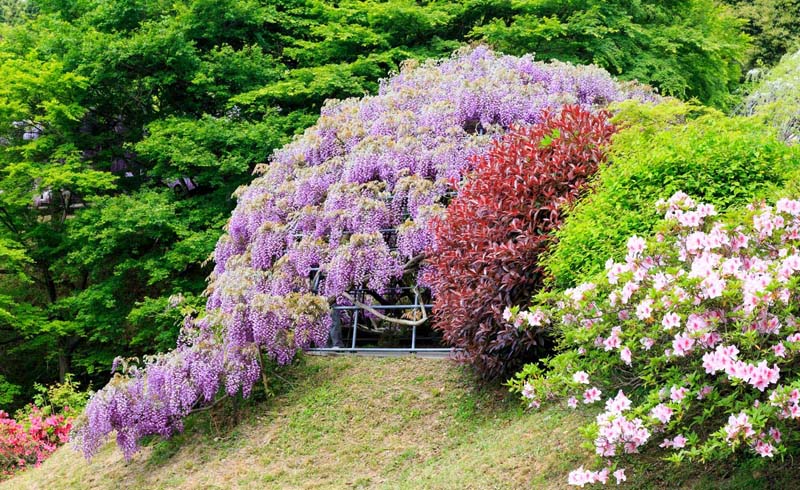 Kawachi Wisteria Garden, Kitakyushu