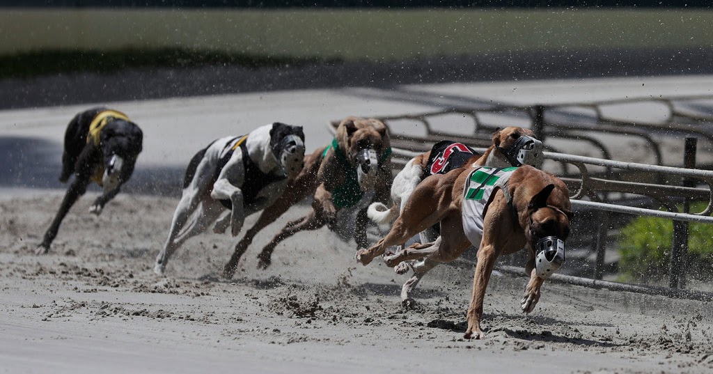 Willamette Valley Greyhound Lovers! New York Times Thousands of