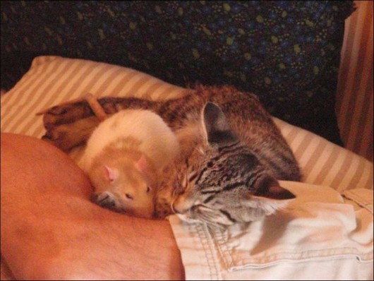cat and mouse, interspecies friendship, funny cat pictures, cat and mouse best friends