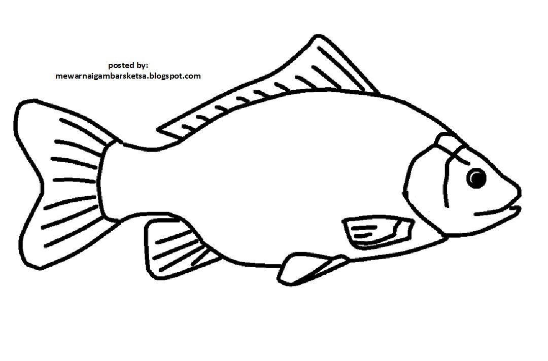 43+ Trend Gambar Sketsa Ikan Untuk Kolase