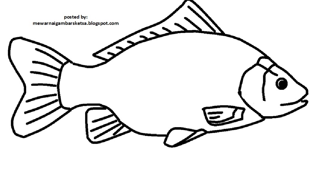 Mewarnai Gambar  Mewarnai Gambar  Sketsa  Hewan  Ikan 10
