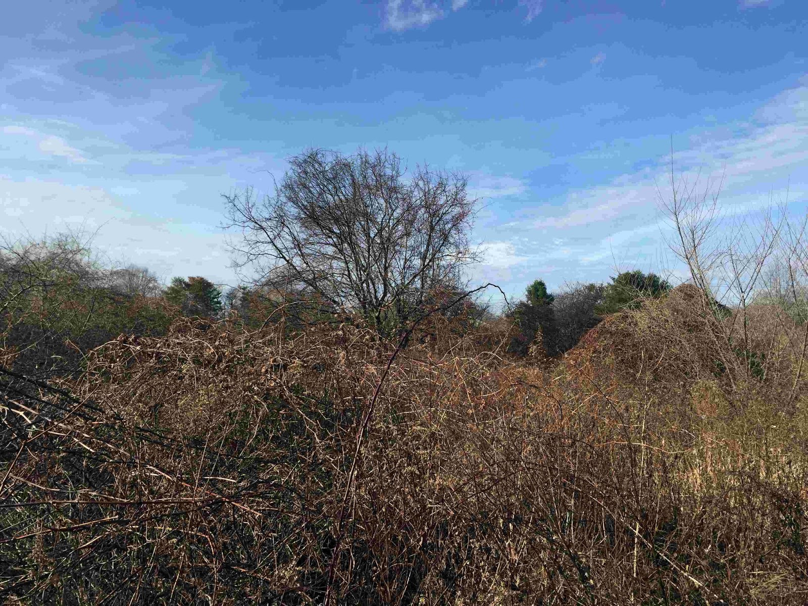 Avalonia eTrails: A Perfect Thicket Avalonia eTrails: A Perfect Thicket