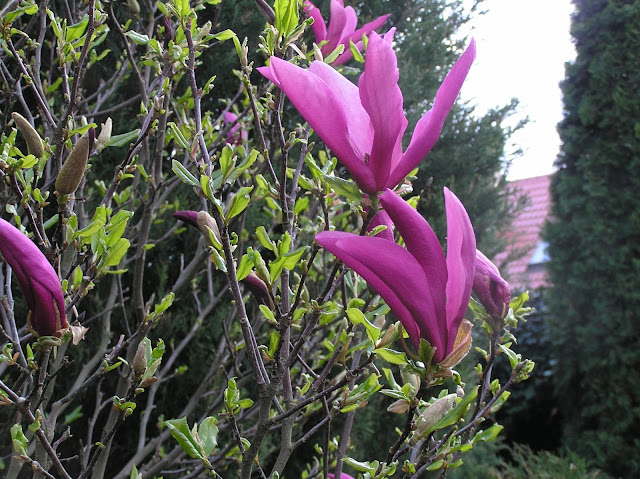 kwiaty magnolii