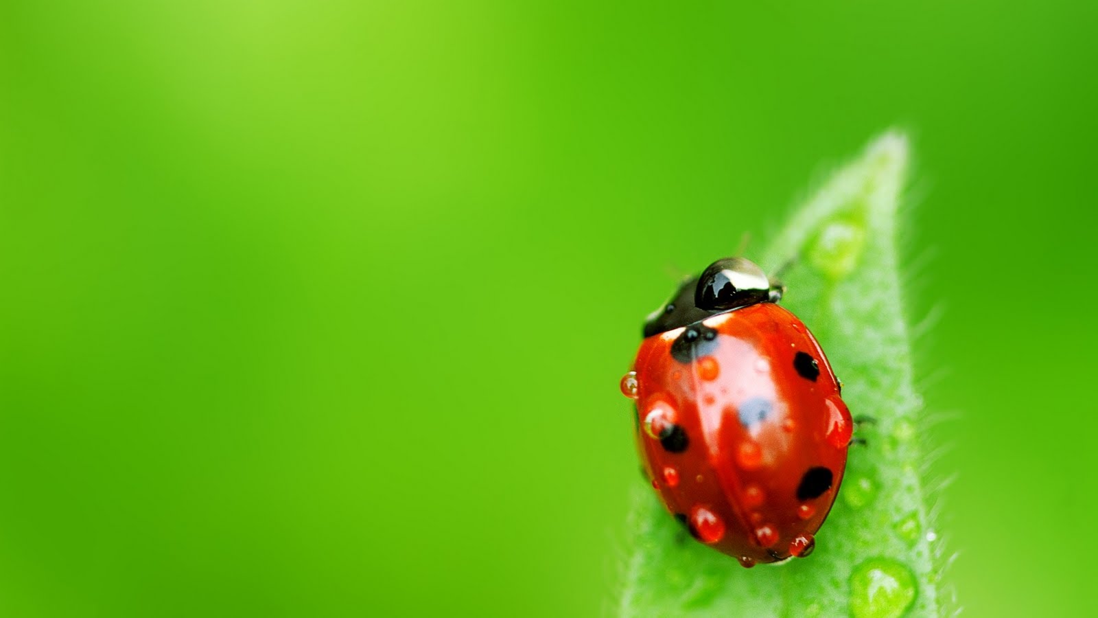 Kaliteli Resim Uğur Böceği Resimleri HD Ladybug Wallpapers Duvar Kağıtları Kaliteli Resim Uğur Böceği Resimleri HD Ladybug Wallpapers Duvar Kağıtları