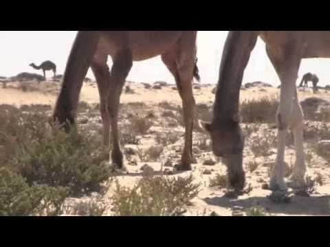 Camels don´t go to hell