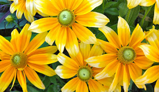 SpringLeaf Studios: Color Inspiration