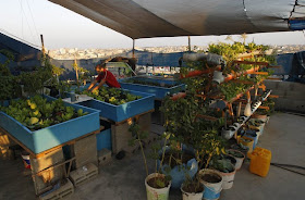cara menanam sayur di Palestin
