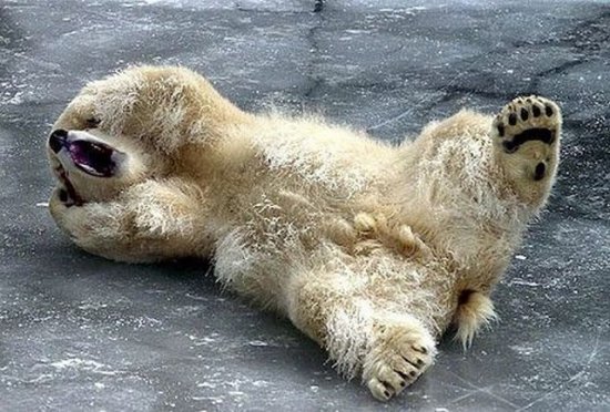 View polar bear funny pictures | DAILY NEWS