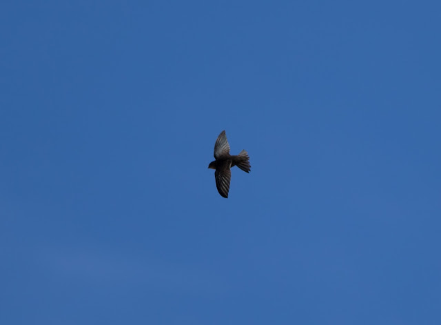 Plain Swift - Tenerife Plain Swift - Tenerife