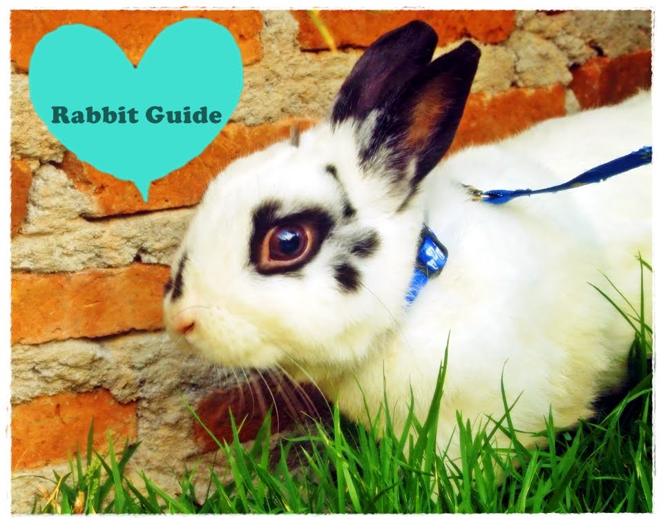 Rabbit Guide