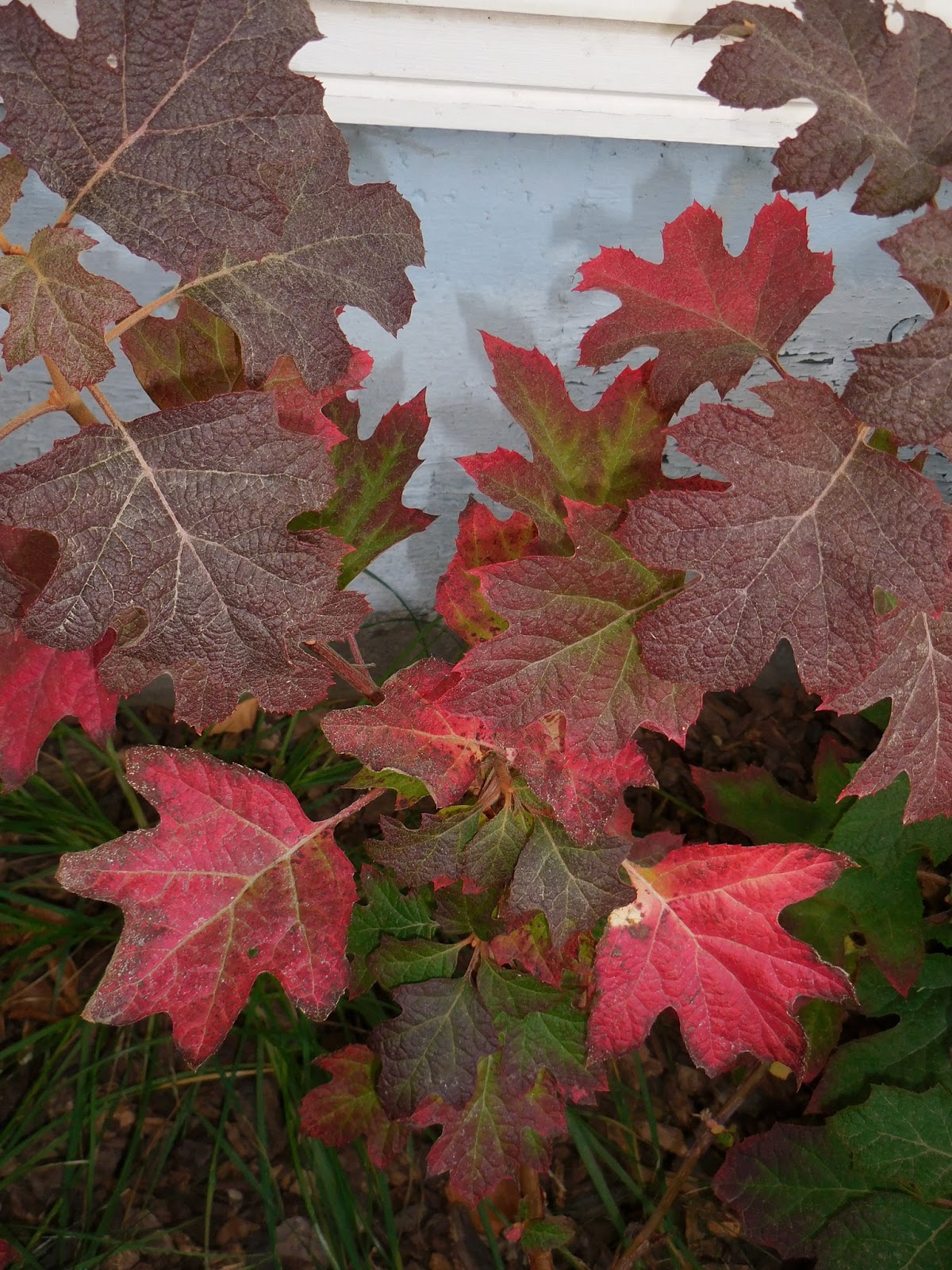 From The Garden Of Zen Kashiwaba Ajisai Hydrangea Quercifolia