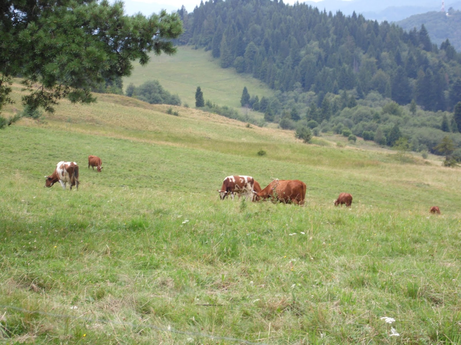 szlak na Wysoką szlak na Wysoką