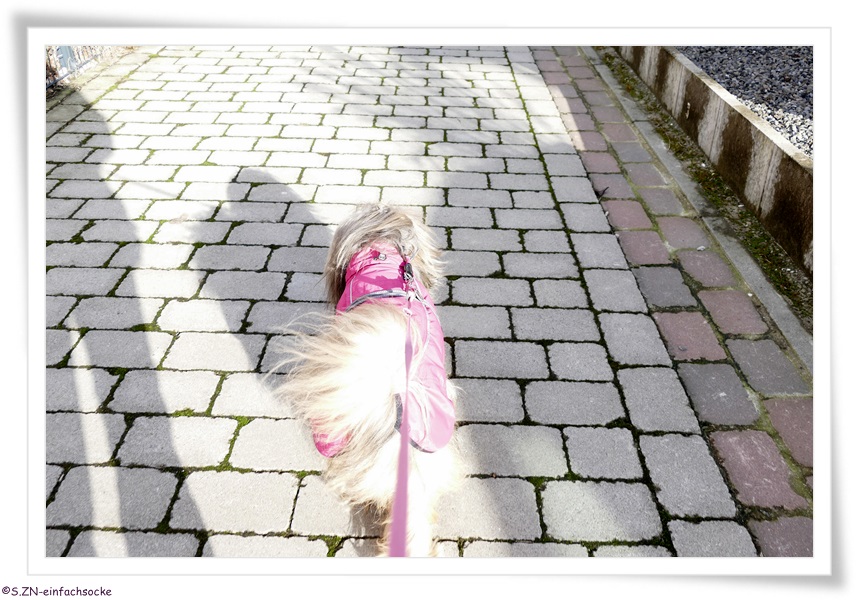 [Hundeblog] Einfach Socke Wir warteten….